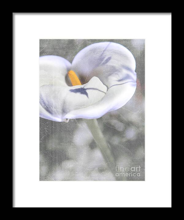 Flower Framed Print featuring the photograph White Spring by Jennifer Camp
