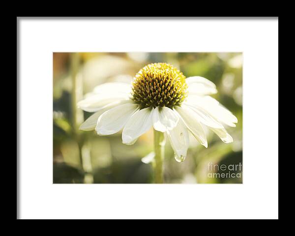 Echinacea Framed Print featuring the photograph White Swan by Juli Scalzi