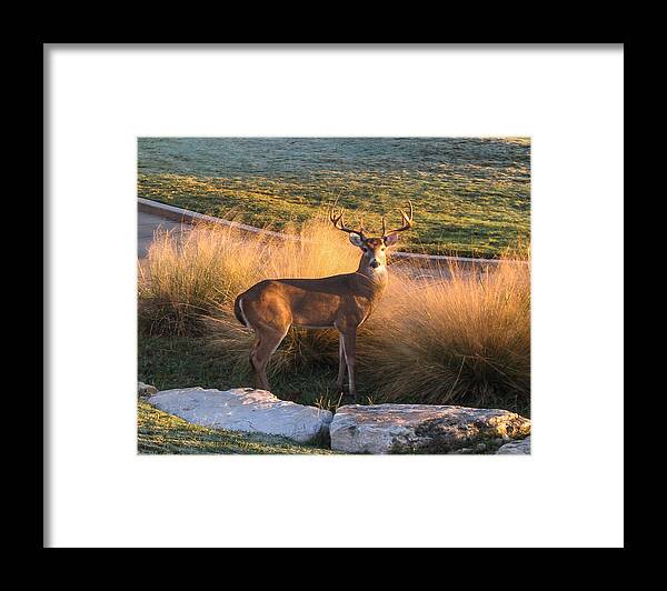 Deer Framed Print featuring the photograph White tail by John Johnson