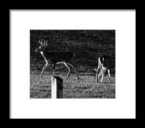 White Tailed Deer Framed Print featuring the photograph White tailed Deer by Flees Photos