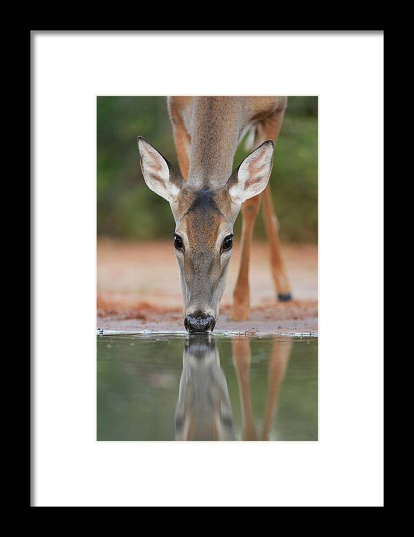 Adult Framed Print featuring the photograph White-tailed Deer Drinking, South by Rolf Nussbaumer