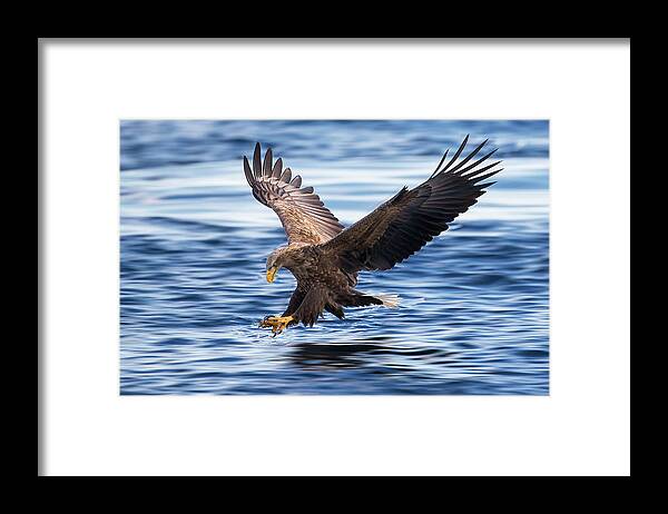 White-tailed Eagle Framed Print featuring the photograph White-tailed Eagle by Raymond Ren Rong