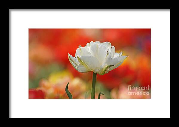 Tulip Framed Print featuring the photograph White Tulip Weisse gefuellte Tulpe by Eva-Maria Di Bella