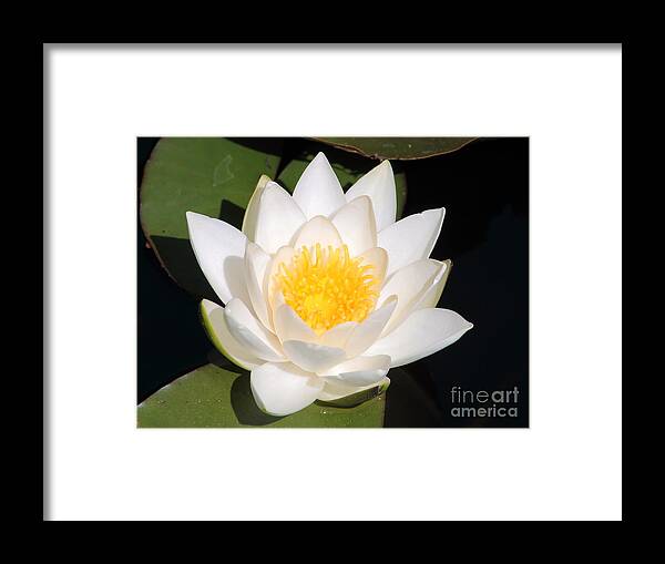 Lilies Framed Print featuring the photograph White Water Lily by Amanda Mohler