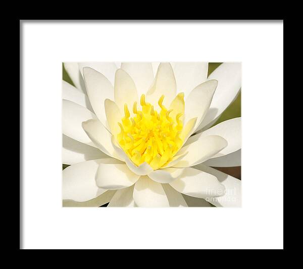 Nature Framed Print featuring the photograph White Waterlily by Olivia Hardwicke