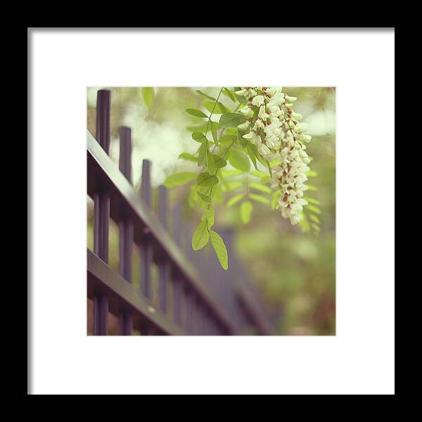 Hanging Framed Print featuring the photograph White Wisteria Flowers Near Fence by Copyright Anna Nemoy(xaomena)