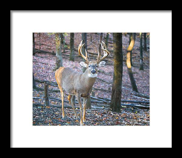 Big Game Framed Print featuring the photograph Whitetail Buck by Ronald Lutz