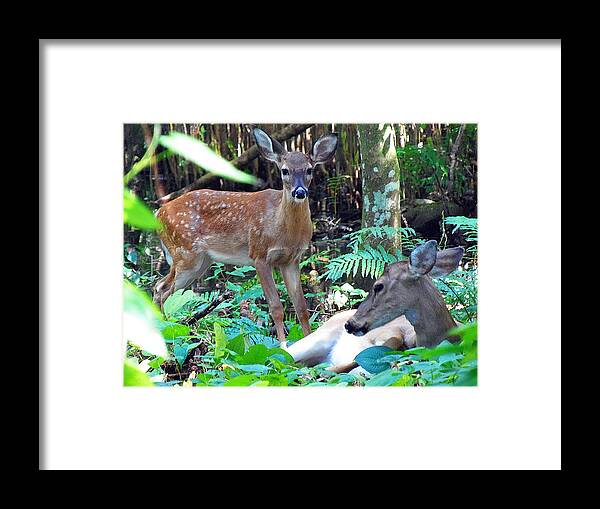 Fawn Framed Print featuring the photograph Whitetail Fawn 013 by Christopher Mercer
