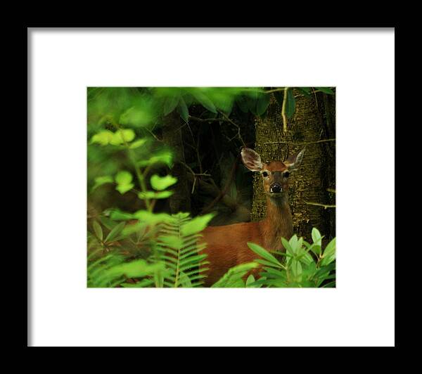  Framed Print featuring the photograph Whitetail Hiding Happel's Meadow by William Fox