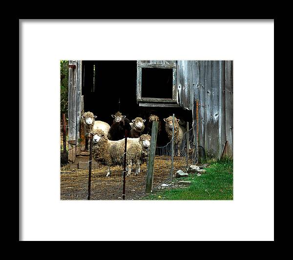 Sheep Framed Print featuring the photograph Who are you looking at? by Robert Culver