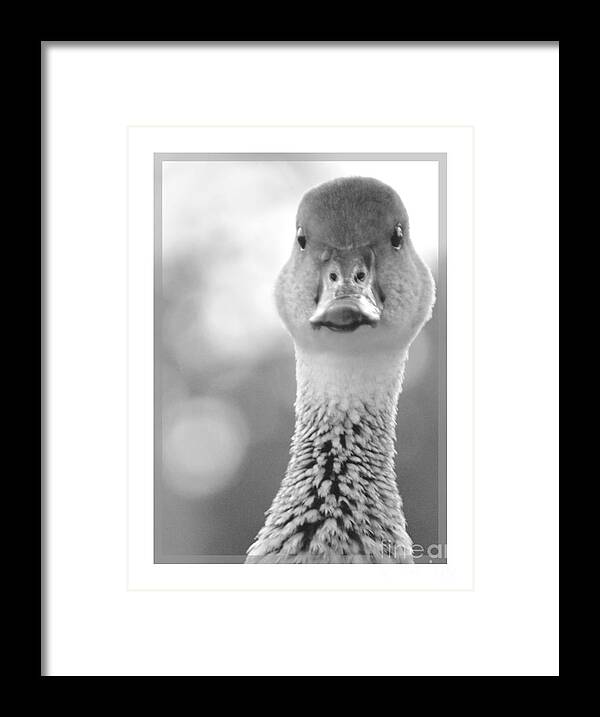 Who Is Aflac Framed Print featuring the photograph Who is Aflac by Darla Wood