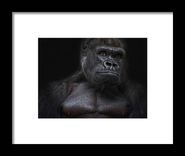Animal Framed Print featuring the photograph who the fuck is Klitschko? by Joachim G Pinkawa