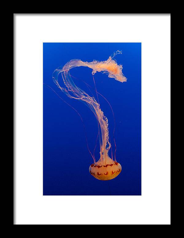 Jellyfish Framed Print featuring the photograph Who what where when Purple Striped Jelly 1 by Scott Campbell