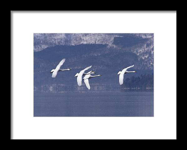 Feb0514 Framed Print featuring the photograph Whooper Swans Flying Hokkaido Japan by Konrad Wothe