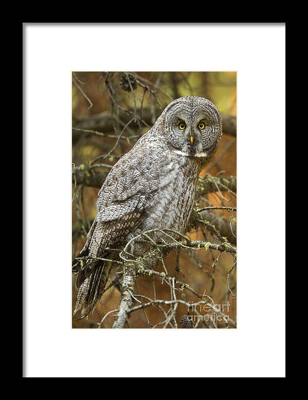Great Gray Owl Framed Print featuring the photograph Who's There by Aaron Whittemore