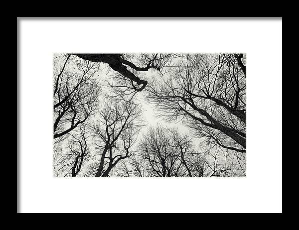 Trees Without Leaves Framed Print featuring the photograph Why by Kunal Mehra