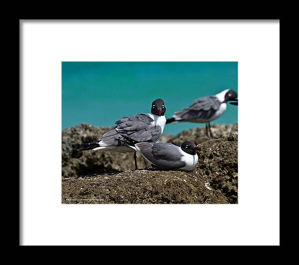 Sea Gull Framed Print featuring the photograph Why you looking? by Robert L Jackson