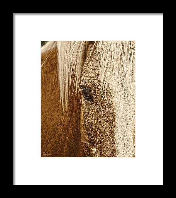 Palomino Horse Framed Print featuring the photograph Wickenburg's Palomino Gold by Amanda Smith
