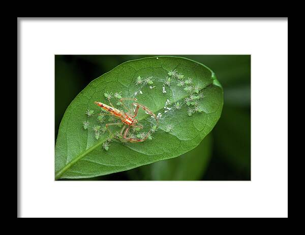 Wide-jawed Viciria Framed Print featuring the photograph Wide-jawed Viciria Spider With Babies by Melvyn Yeo