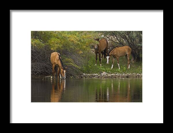 Wildlife Framed Print featuring the photograph Wild Along the River by Sue Cullumber