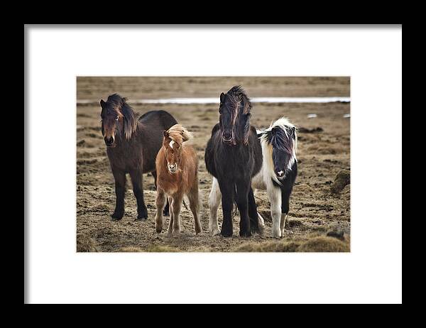 Iceland Framed Print featuring the photograph Wild And Free by Evelina Kremsdorf