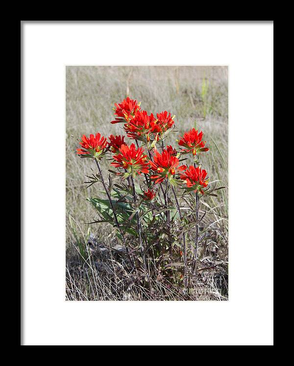 Indian Paintbrush Framed Print featuring the photograph Wild Beauty of Indian Paintbrush by Barbara McMahon
