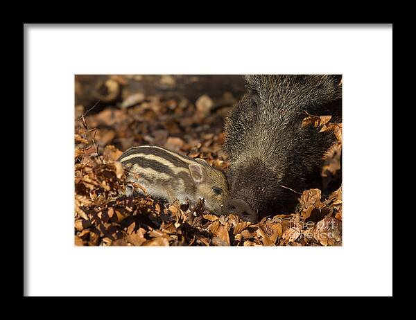 European Wild Boar Framed Print featuring the photograph Wild Boar And Piglet by Helmut Pieper