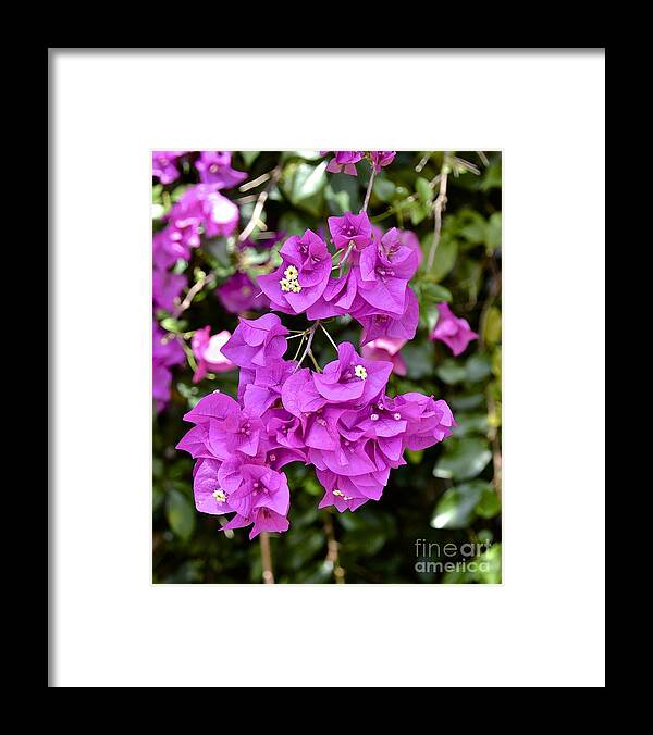 Flower Framed Print featuring the photograph Wild Bougainvillea by Carol Bradley