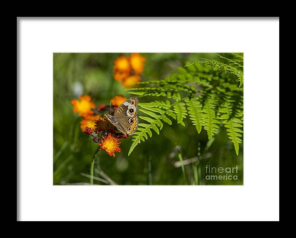 Butterfly Framed Print featuring the photograph Wild Buckeye Camouflage by Dan Hefle