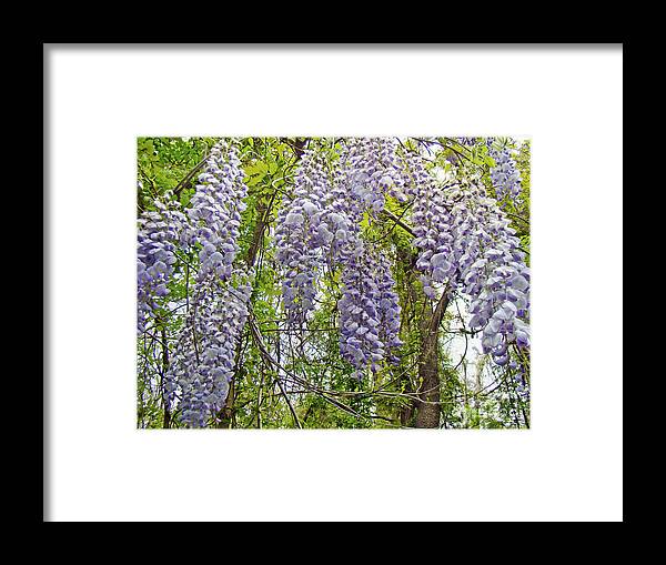 Wisteria Framed Print featuring the photograph Wild Child Of The Woods by Carol Senske