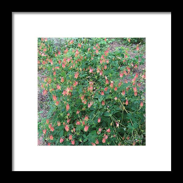 Wildflower Framed Print featuring the photograph Wild Columbine by Conni Schaftenaar