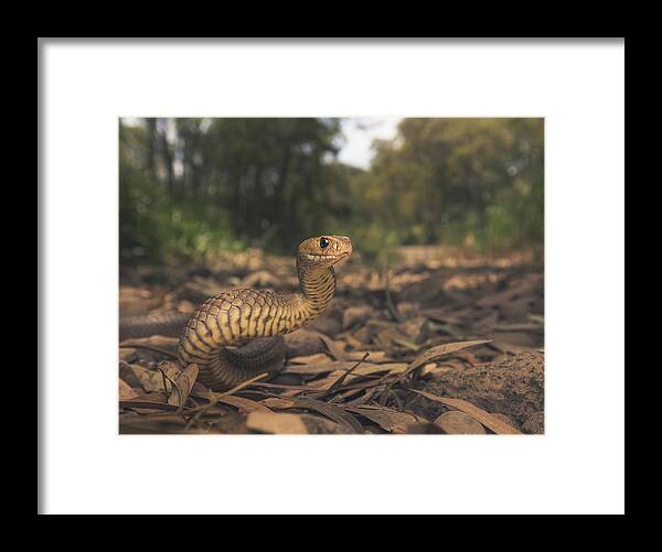 Vertebrate Framed Print featuring the photograph Wild eastern brown snake (Pseudonaja textilis) in Melbourne, Australia by Kristian Bell