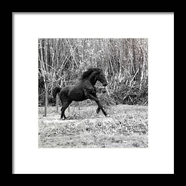 Wild Framed Print featuring the photograph Wild by Edgar Laureano