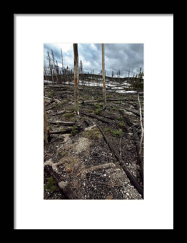 Yellowstone National Park Framed Print featuring the photograph Wild Fire Aftermath by Amanda Stadther