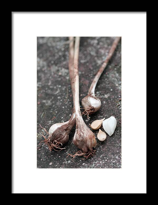 Wild Garlic Framed Print featuring the photograph Wild Garlic by Melinda Fawver