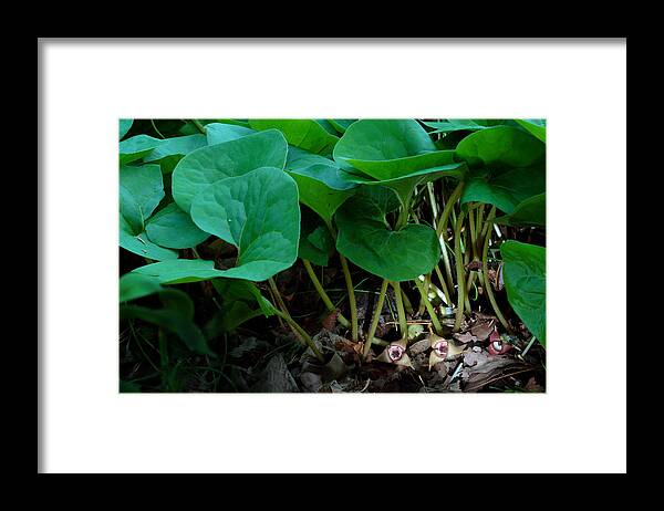 Wild Ginger Framed Print featuring the photograph Wild Ginger or Asarum canadense by Daniel Reed
