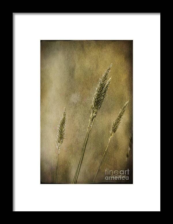 Grasses Framed Print featuring the photograph Wild grasses by Chris Armytage