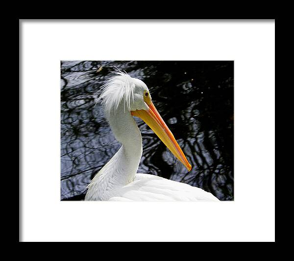 Nature Framed Print featuring the photograph Wild Hair Day by Judy Wanamaker