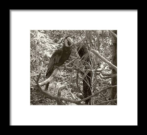 Wild Framed Print featuring the photograph Wild Hawaiian Parrot Sepia by Joseph Baril