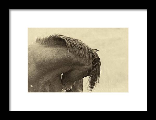  Framed Print featuring the photograph Wild Horse Amante by Meg Frederick