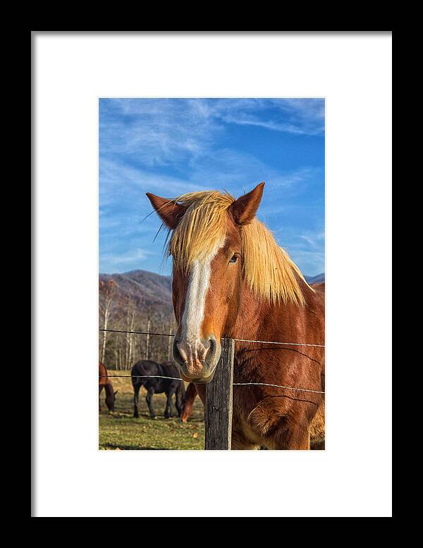 Cades Cove Framed Print featuring the photograph Wild Horse at Cades Cove in the Great Smoky Mountains National Park by Peter Ciro