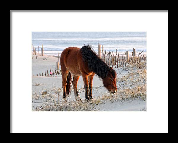 Horse Framed Print featuring the photograph Wild Horse At Sunrise by Liz Mackney