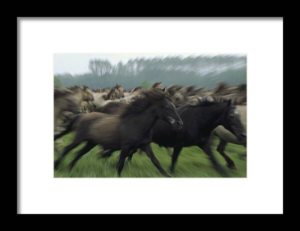 00193562 Framed Print featuring the photograph Wild Horse Equus Caballus Herd by Konrad Wothe