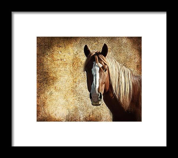 Wild Horses Framed Print featuring the photograph Wild Horse Fade by Steve McKinzie