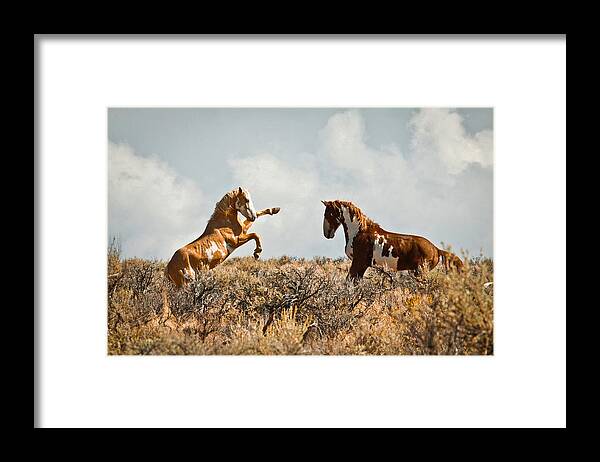 Horses Framed Print featuring the photograph Wild Horse Fight by Steve McKinzie
