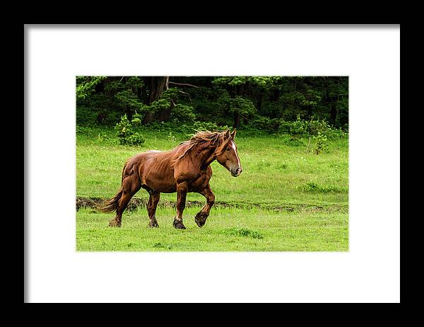 Horse Framed Print featuring the photograph Wild Horse In Northern Japan by Michael Paul Photography