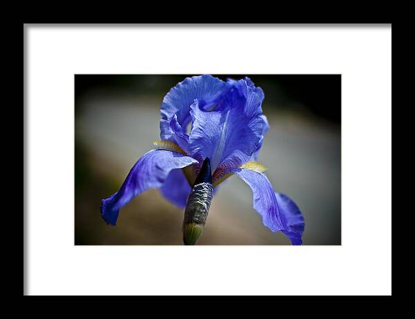 Iris Framed Print featuring the photograph Wild iris by Ron White
