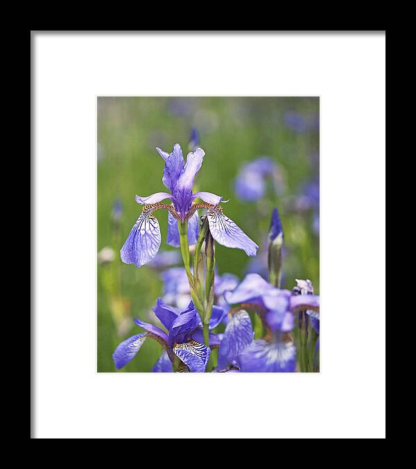 Iris Framed Print featuring the photograph Wild Irises by Rona Black