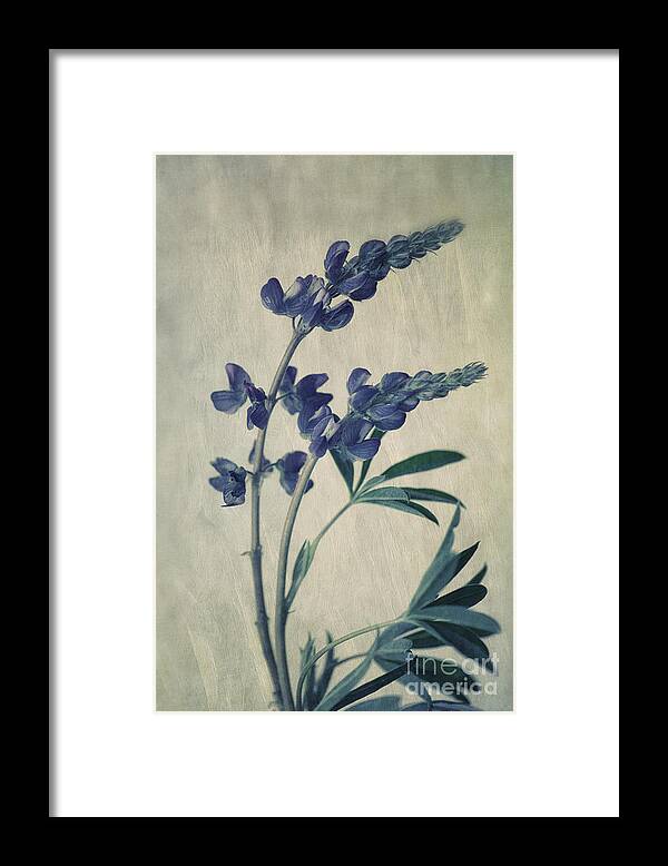Lupine Framed Print featuring the photograph Wild Lupine by Priska Wettstein