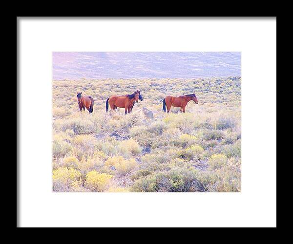 Desert Framed Print featuring the photograph Wild Mustangs by Marilyn Diaz
